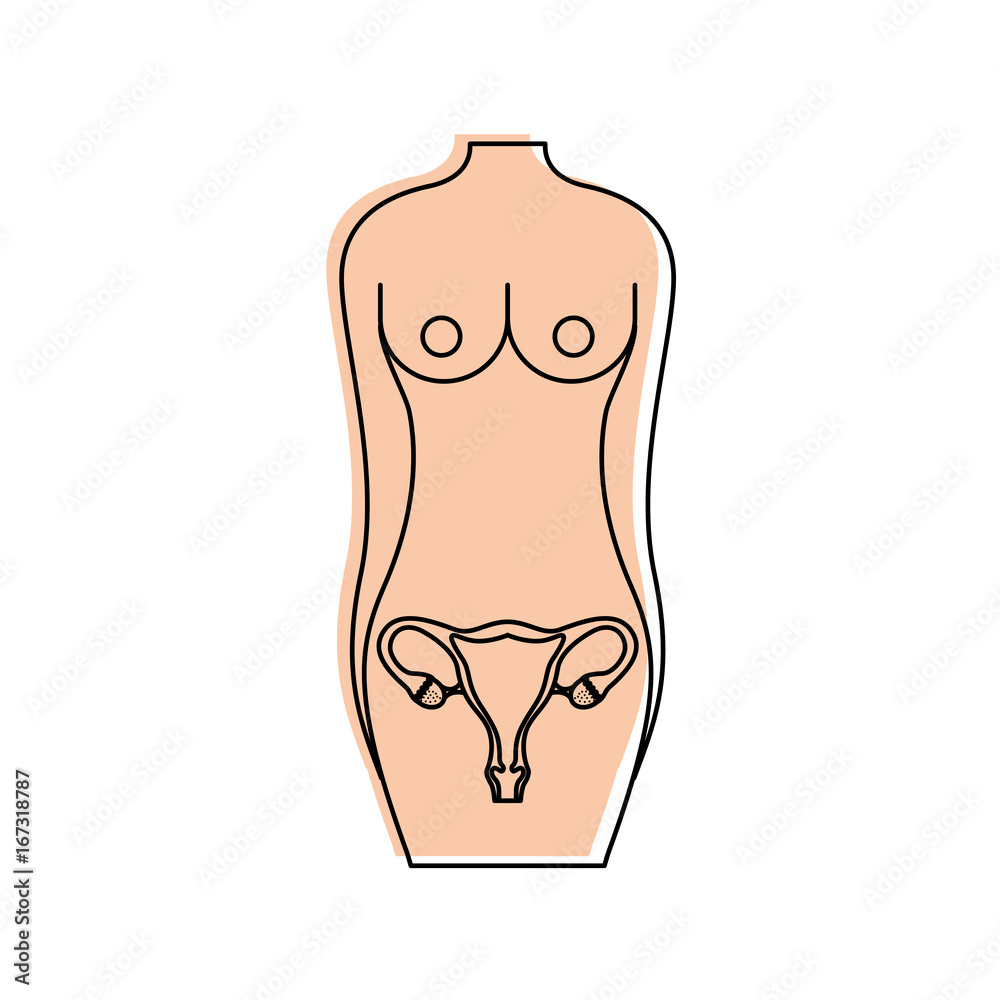 female torso with reproductive organ vector illustration design female torso with reproductive organ vector illustration design