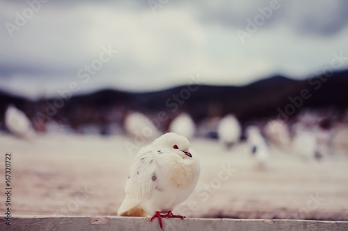 A small cute white pigeon sitting on the rooftop .
