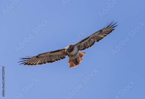 Hunting Red Tail