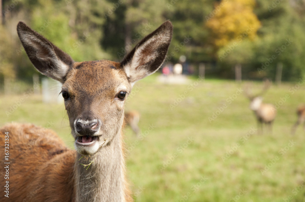 Rehe und Hirsche