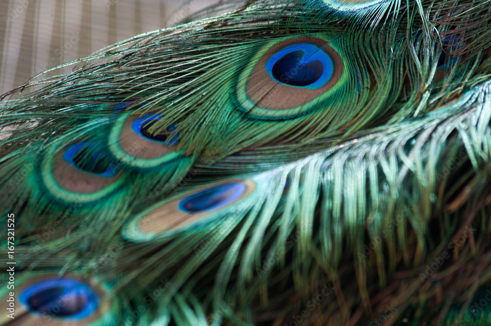 Naklejka premium Pfau