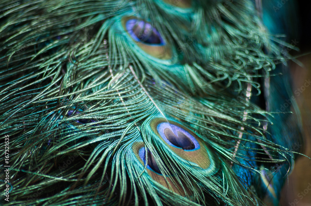 Fototapeta premium Pfau