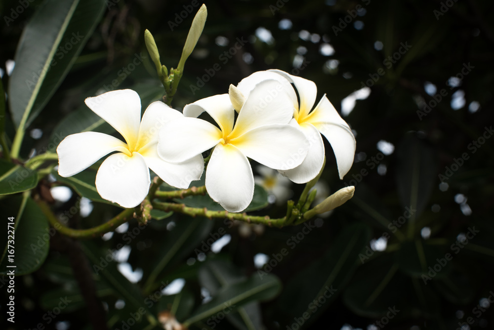 three white plumeria three white plumeria