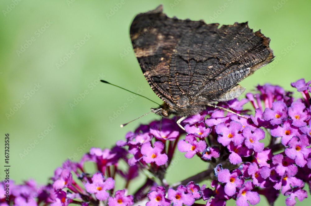 Fototapeta premium Schmetterlinge
