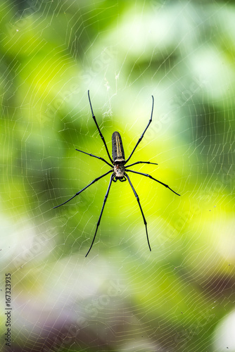 Big Bali Spider on green