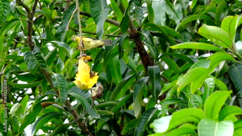 Olive-backed Sunbird Mother, baby bird, who is flying out for food, the food that the bird feeds to the baby is mango, but there are friends paper wasp and wing insects eat delicious Olive-backed Sunbird Mother, baby bird, who is flying out for food, the food that the bird feeds to the baby is mango, but there are friends paper wasp and wing insects eat delicious