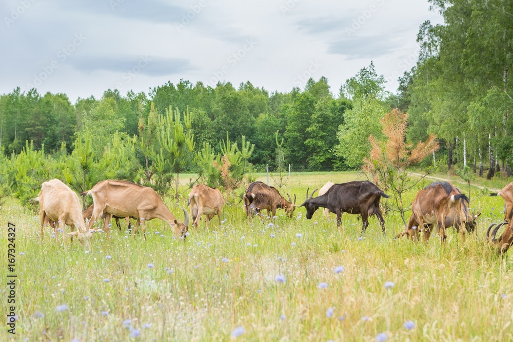 Naklejka premium Goats on pasture