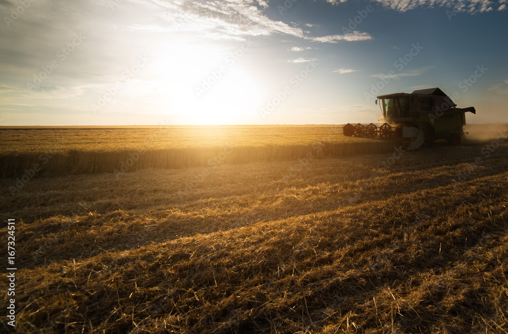 Fototapeta premium Harvesting of wheat fields in summer