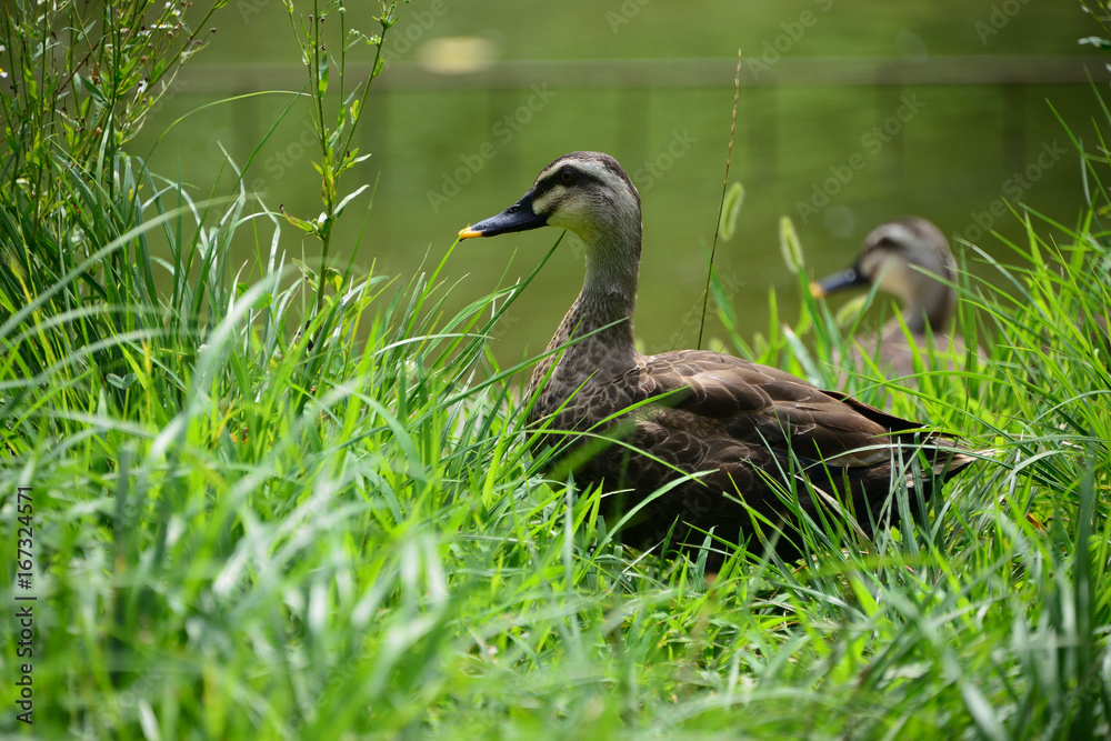 duck duck