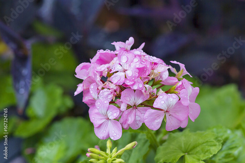 Fototapeta Naklejka Na Ścianę i Meble -  Geranium with water drops