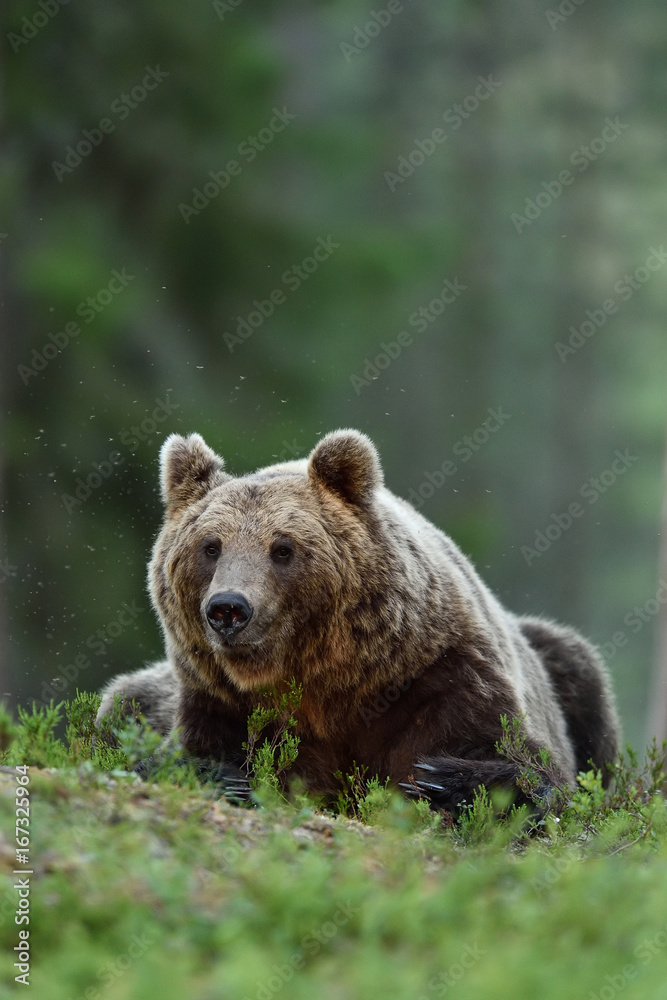 Male brown bear lying in forest. Bear resting.