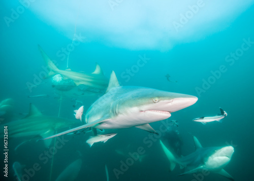 Oceanic black tip sharks at Aliwal Shoal, South Africa. © wildestanimal