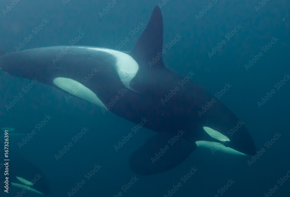 Underwater view of killer whales, Norway. Underwater view of killer whales, Norway.
