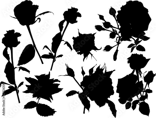 eight black isolated roses