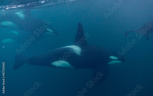 Underwater view of killer whales, Norway. © wildestanimal