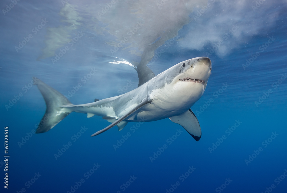Obraz premium Great white shark underwater view, Guadalupe Island, Mexico.