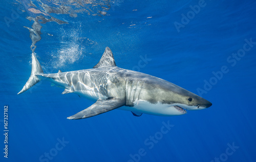 Fotografie, Obraz Great white shark underwater view, Guadalupe Island, Mexico.