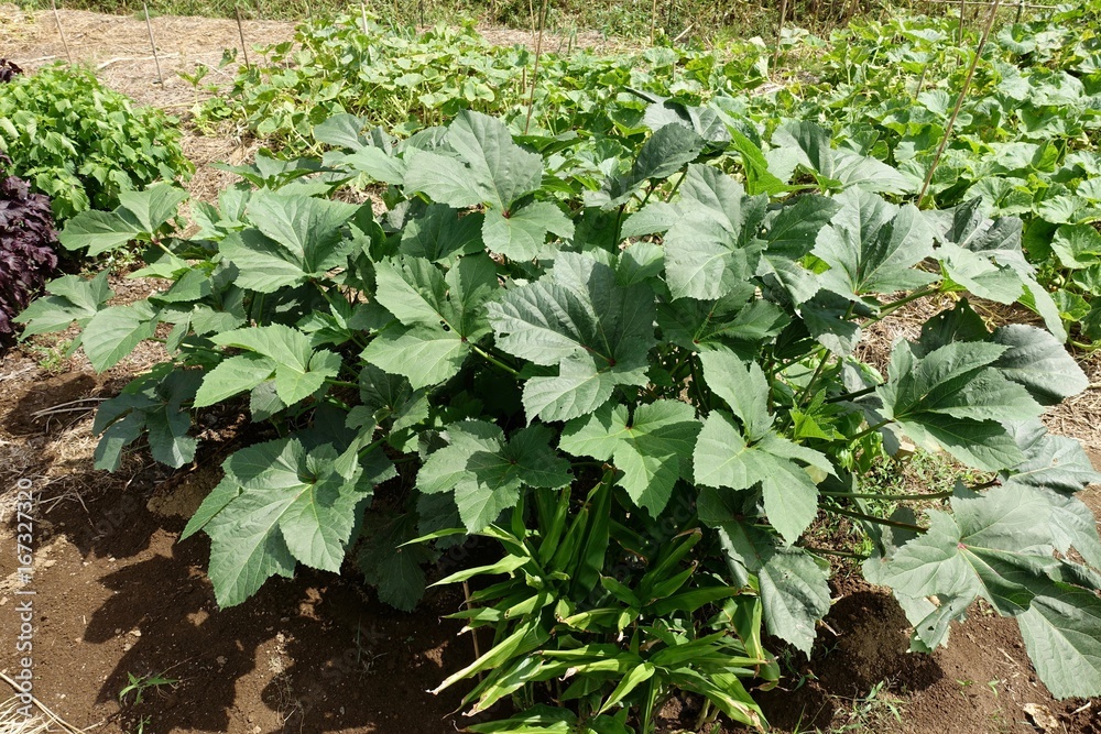 畑の野菜 畑の野菜