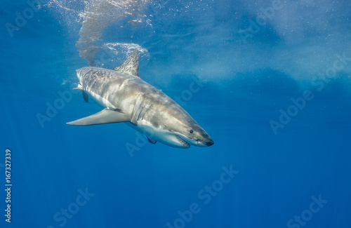 Great white shark underwater view, Guadalupe Island, Mexico. © wildestanimal