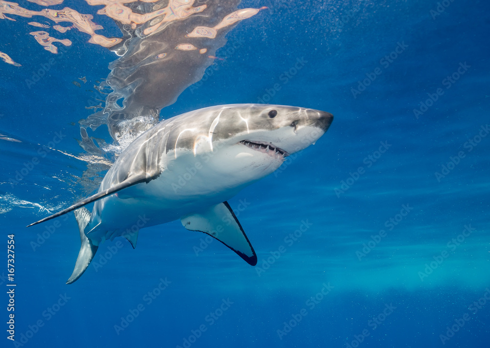 Fototapeta premium Great white shark underwater view, Guadalupe Island, Mexico.