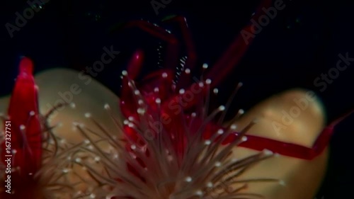 Lucernaria quadricornis captures and eats sea goat Caprella underwater in WS. Unique dramaturgy pic macro video close up. Marine life on black background of pure and transparent water. Relax. photo