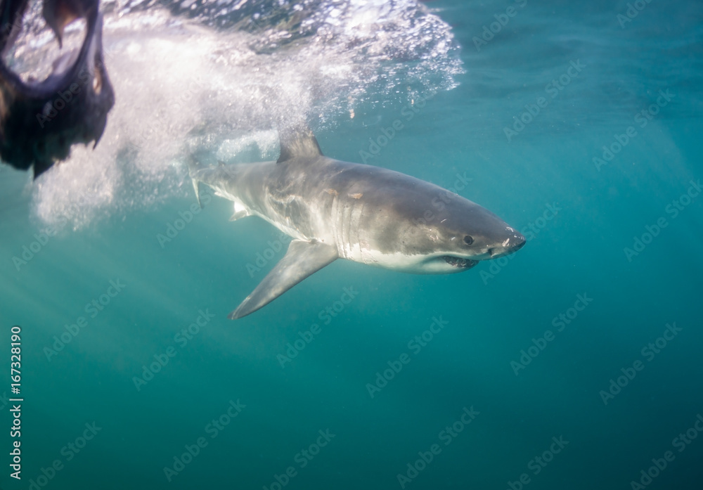 Fototapeta premium Underwater view of a great white shark, False Bay, Cape Town, South Africa.