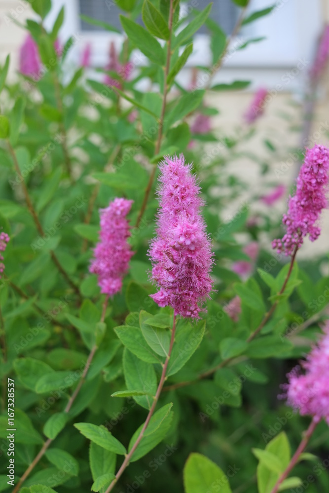 Obraz premium Purple flower