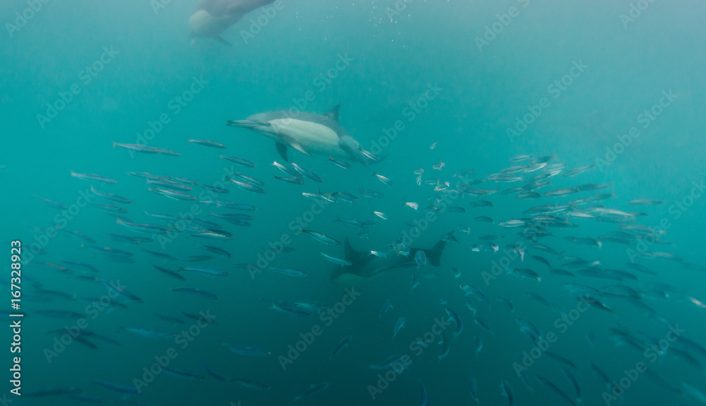 Fototapeta premium Common dolphins feeding on sardines during the annual sardine run off the east coast of South Africa.