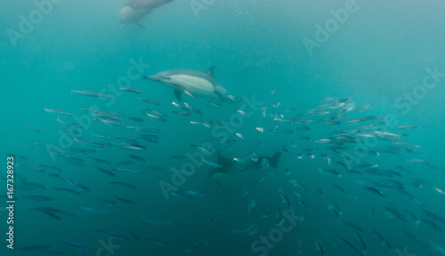 Common dolphins feeding on sardines during the annual sardine run off the east coast of South Africa.