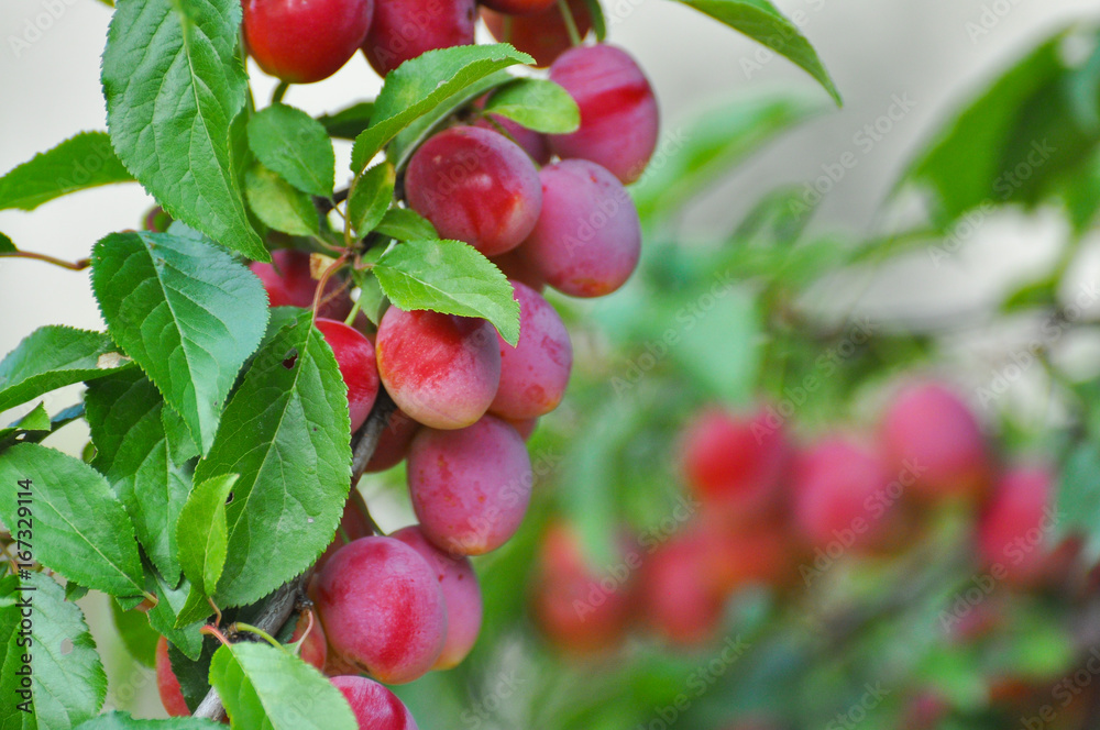 Ripe plums on branch. Plum plantation with a ripe plums on tree Ripe plums on branch. Plum plantation with a ripe plums on tree