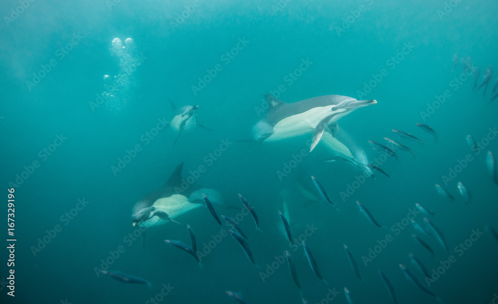 Fototapeta premium Common dolphins feeding on sardines during the annual sardine run off the east coast of South Africa.