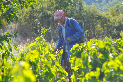 Man spraying a vineyard. Man spraying chemicals on grapes in vineyard