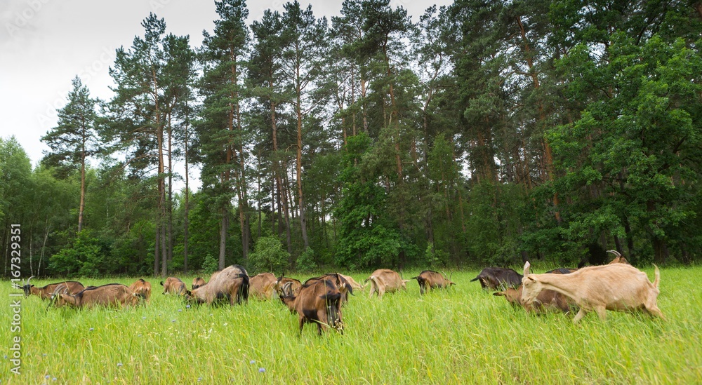 Obraz premium Goats on pasture
