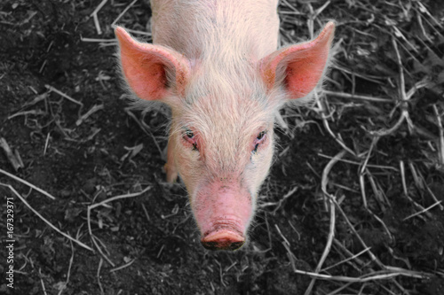 Portrait of a pink piglet on monochrome background. Head in the center of a frame. Top view.