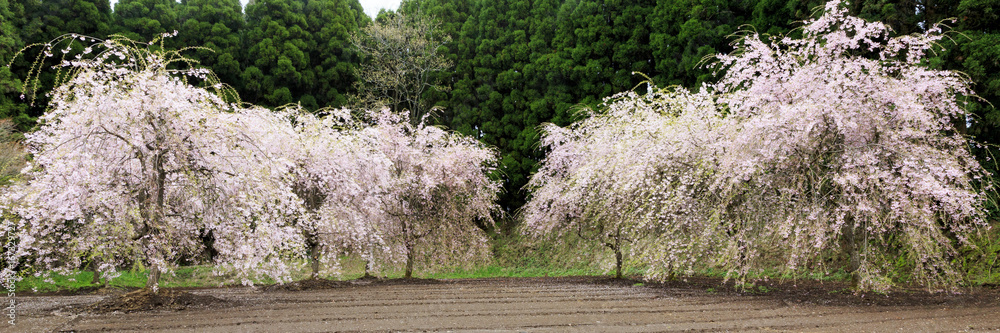 Cherry blossom in Kyushu Japan