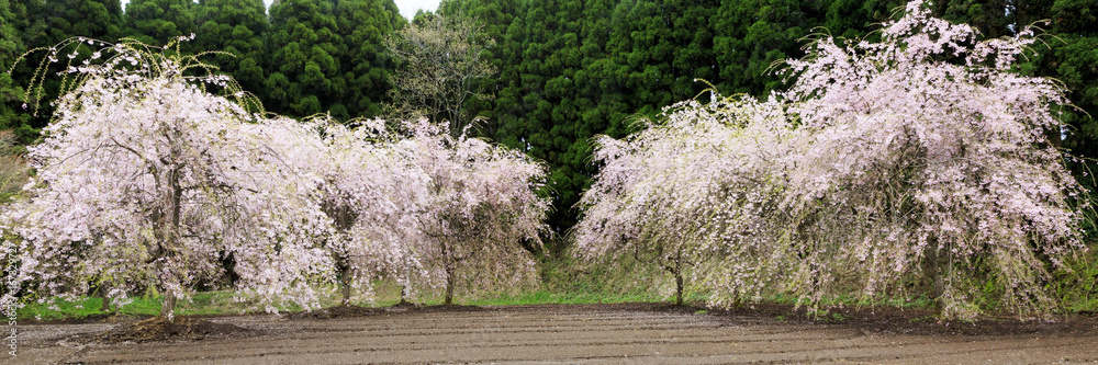 Obraz premium Cherry blossom in Kyushu Japan