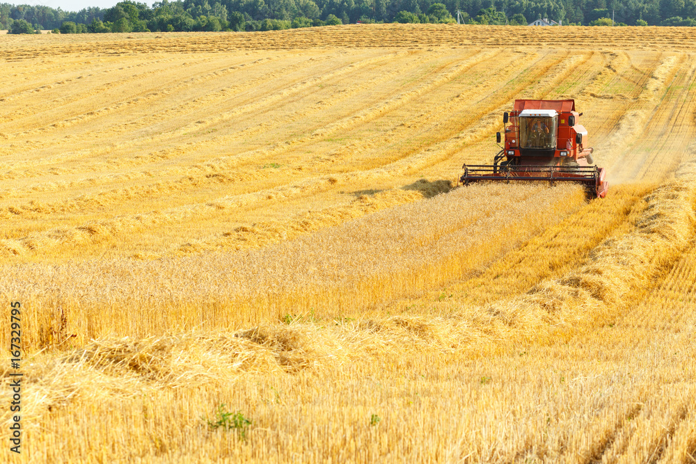 Fototapeta premium combine harvester