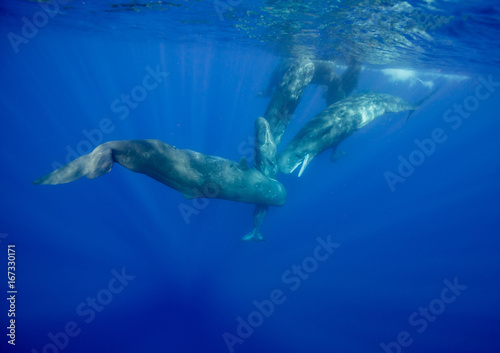 Pod of sperm whales socializing at the surface off the north western coast of Mauritius. © wildestanimal