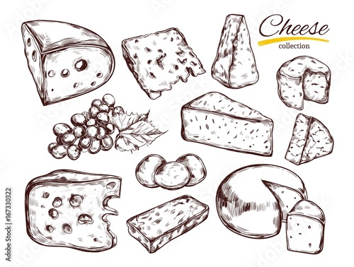 Cheese collection. Vector Hand drawn illustration of cheese types . Isolated on white