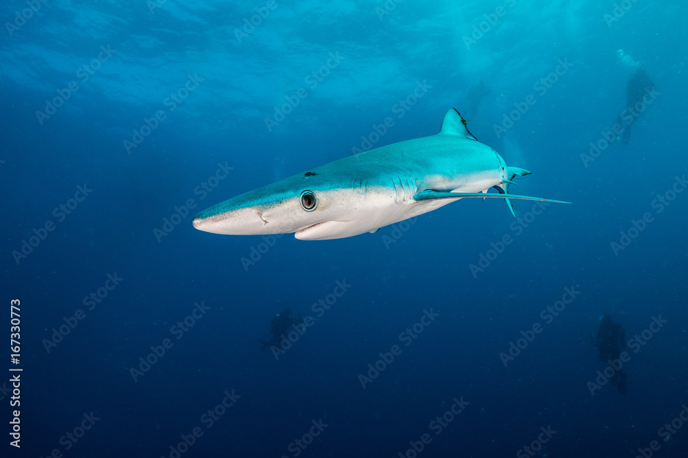 Obraz premium Blue shark underwater view, Cape Town, South Africa.