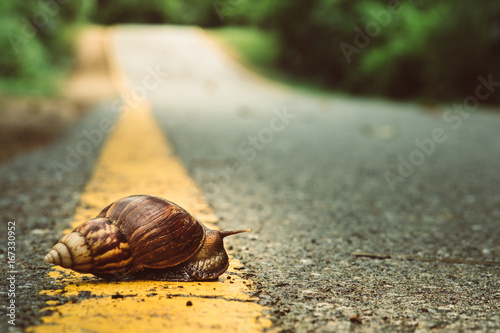 Snail crosses the yellow line on street, Business and finance concept , success from patience ,Slow economic growth