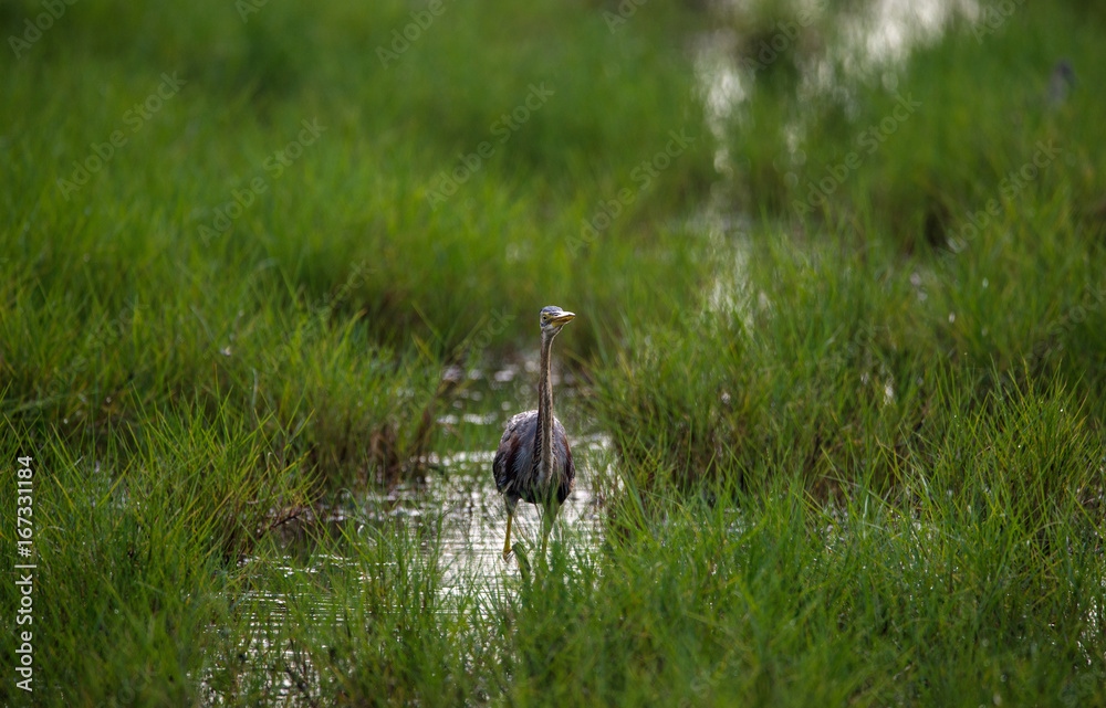 Purple Heron food hunt