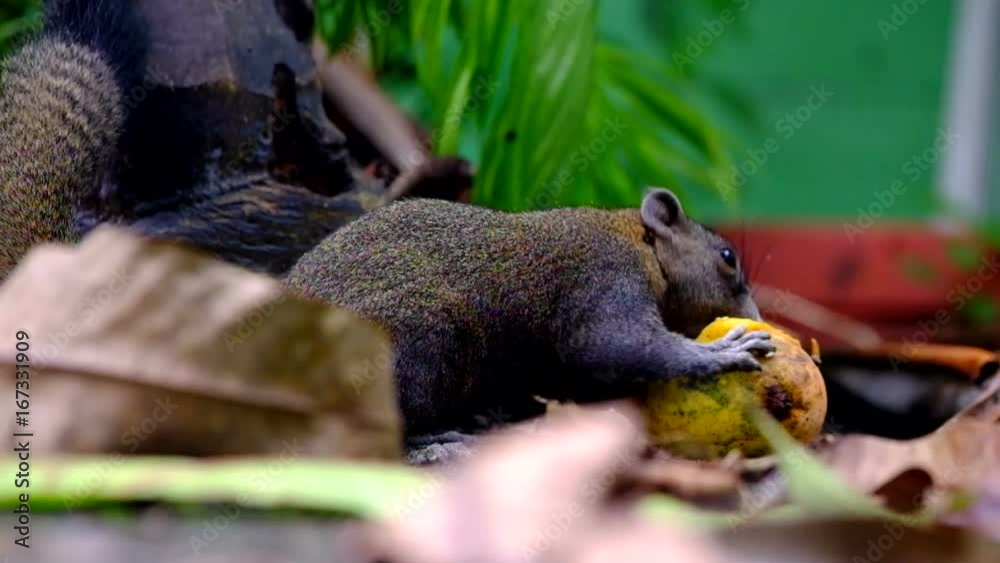 The squirrels are eating mangoes that drop down to the ground deliciously. The squirrels are eating mangoes that drop down to the ground deliciously.