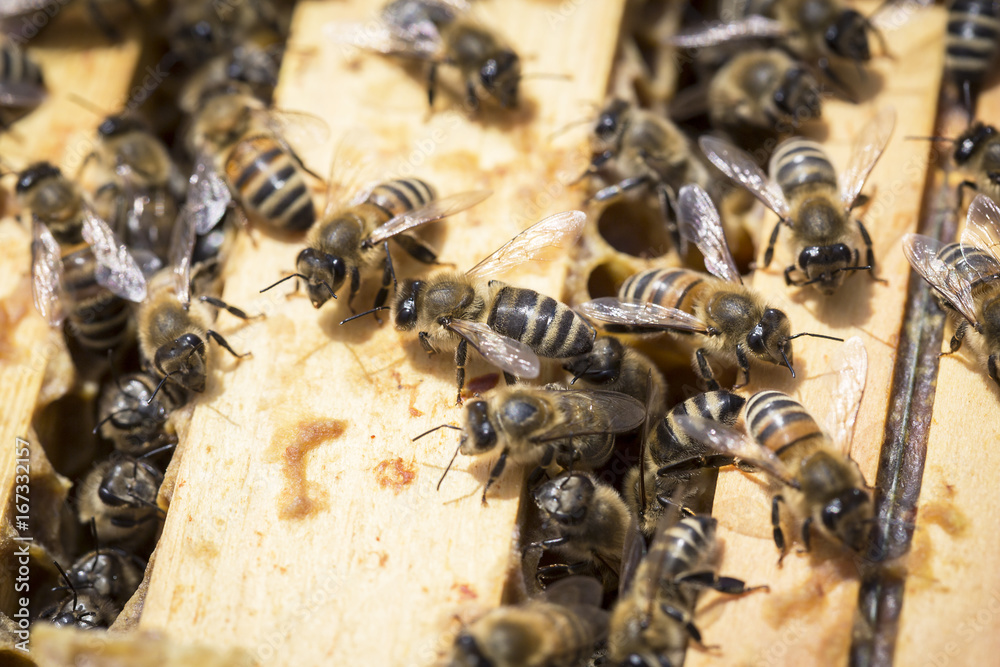 View of the working bees on honeycells View of the working bees on honeycells