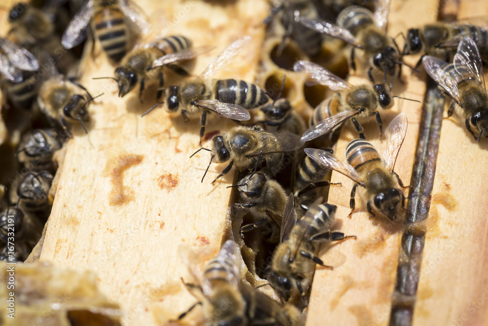 View of the working bees on honeycells View of the working bees on honeycells