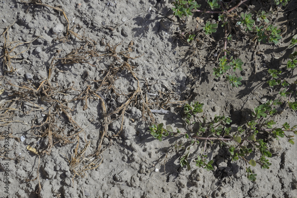 Plants dried up by the lack of water