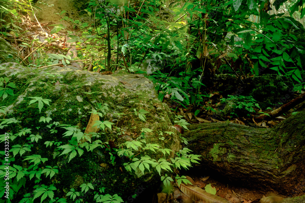 Beautiful deep forest in Erawan National Park, Kanchanaburi, Thailand Beautiful deep forest in Erawan National Park, Kanchanaburi, Thailand