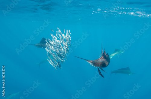 Underwater view of Atlantic sailfish feeding on sardines off the coast of Isla Mujeres, Mexico. © wildestanimal