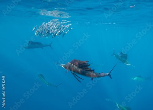 Underwater view of Atlantic sailfish feeding on sardines off the coast of Isla Mujeres, Mexico. photo