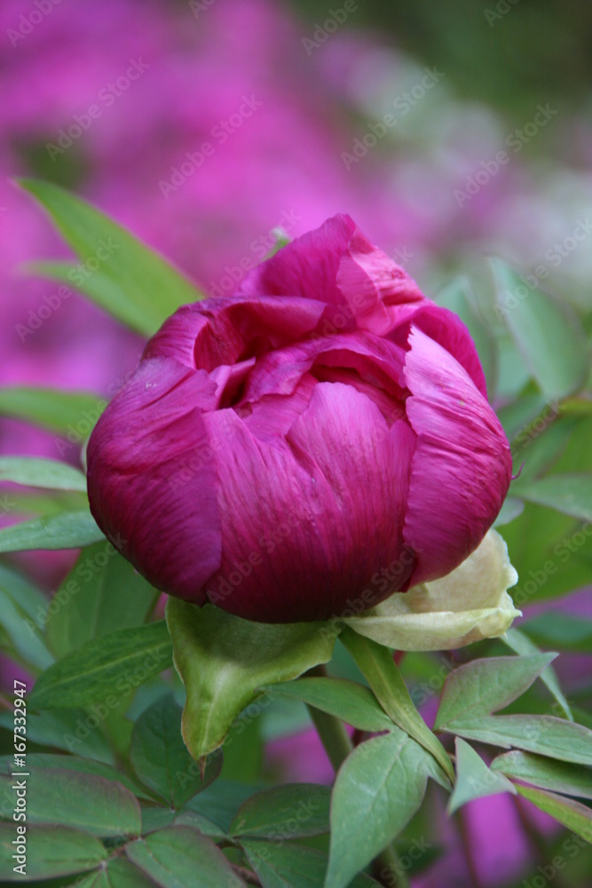 Flowers Flowers